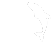 Quill Falcon Cyclone